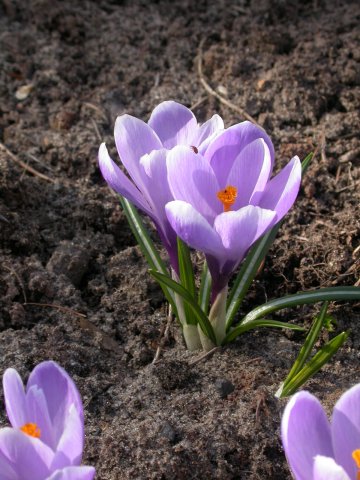 crocus vernus бледно-фиолетовый